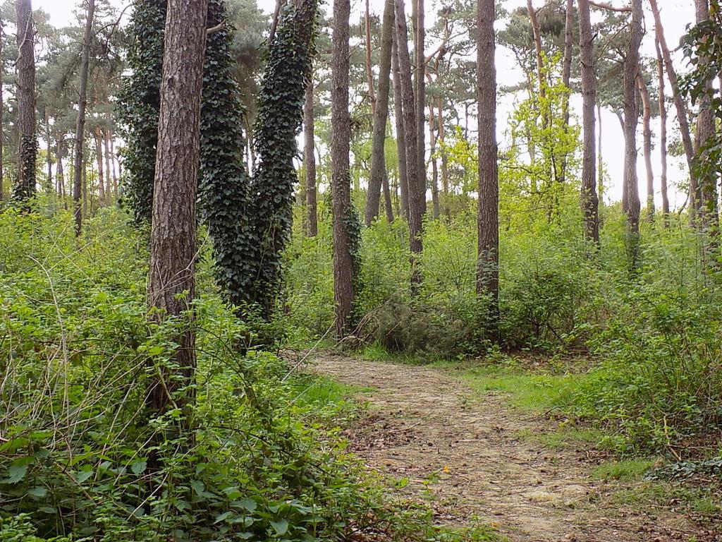 Verblijfpark De Brem Lille Eksteriør bilde